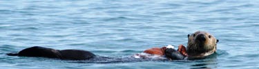 Sea otters are abundant in the lower reaches of Glacier Bay.